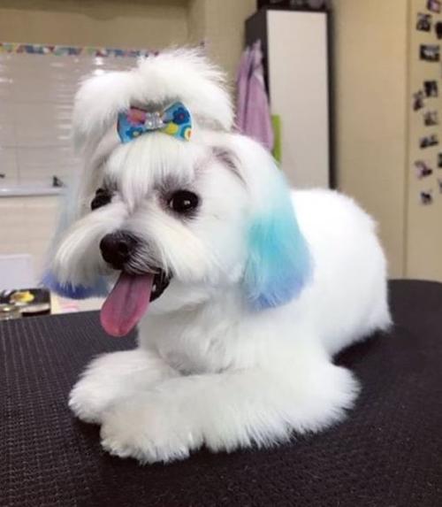 分享一组超萌的狗狗染色美容造型