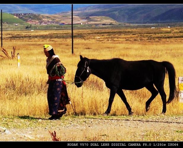 牵马的藏族女孩.jpg