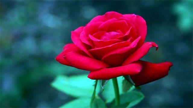 而且红玫瑰的花语是热爱,爱恋及其我爱你.