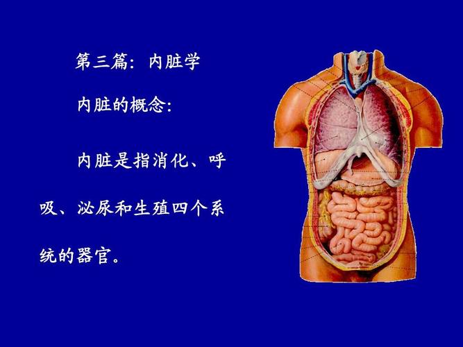 解剖学 第4讲:消化系统,呼吸系统_word文档免费下载_文档大全
