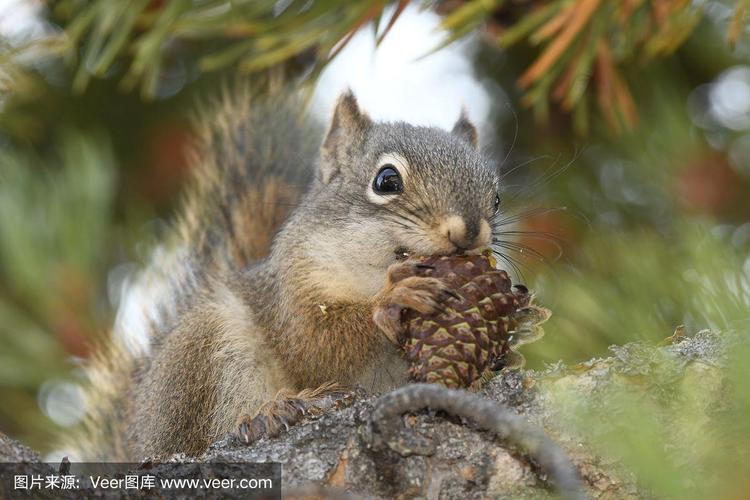 黄石国家公园里正在吃松果的松鼠