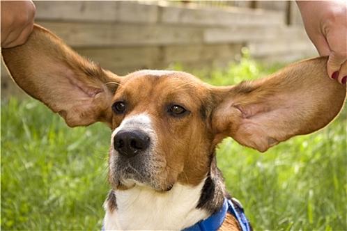 大耳朵狗图片