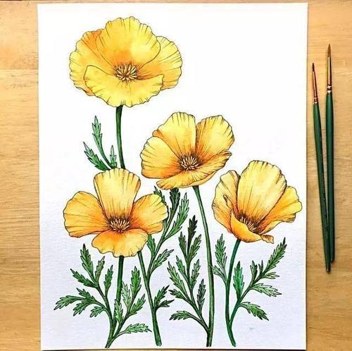 植物花卉手绘线描画 实物与作品做对比 学着画更省力_马克