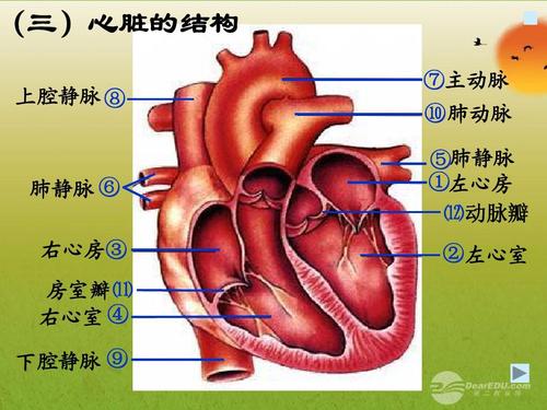 (三)心的结脏构上 腔静脉 ⑧⑦ 主动 ⑩脉 肺脉 ⑤肺静脉动 左①心