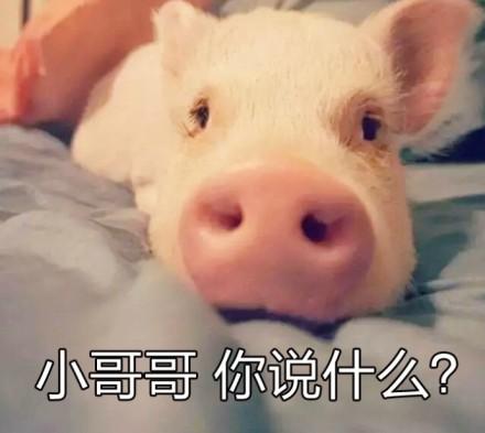 一组猪猪的可爱表情包_猪表情