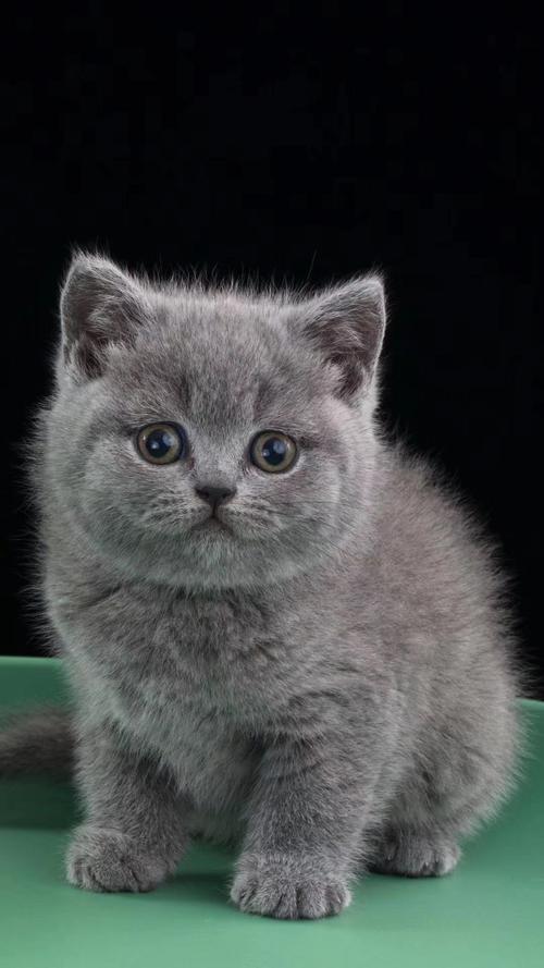 纯种矮脚蓝猫英短蓝猫折耳蓝猫美短猫短毛猫活物猫咪宠物猫咪高品质胖