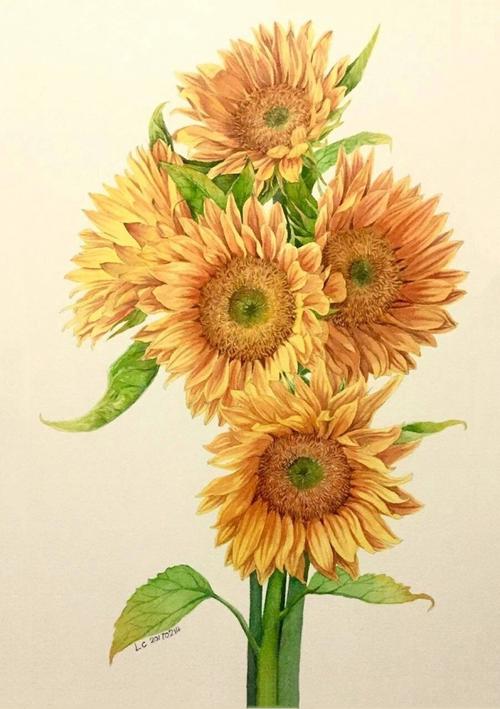 彩铅 手绘 向日葵