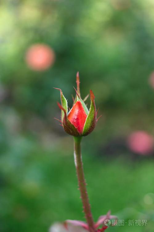 一朵红玫瑰的花蕾,生长在灌木上,背景是绿色植物. 选择性地关注花芽.