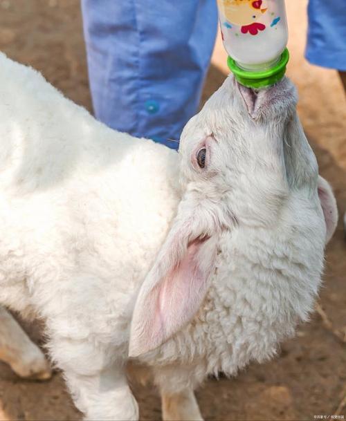 养羊过程中羊感染口蹄疫怎么办?