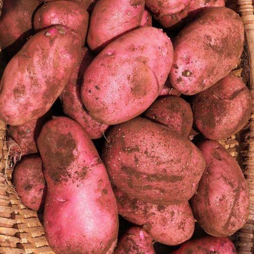 云南高原新鲜土豆现挖红皮黄心土豆洋芋马铃薯农家自种新鲜现挖香津
