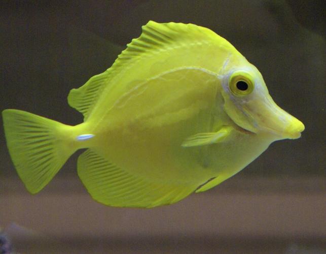 鲜黄色的黄高鳍刺尾鱼图片第9张