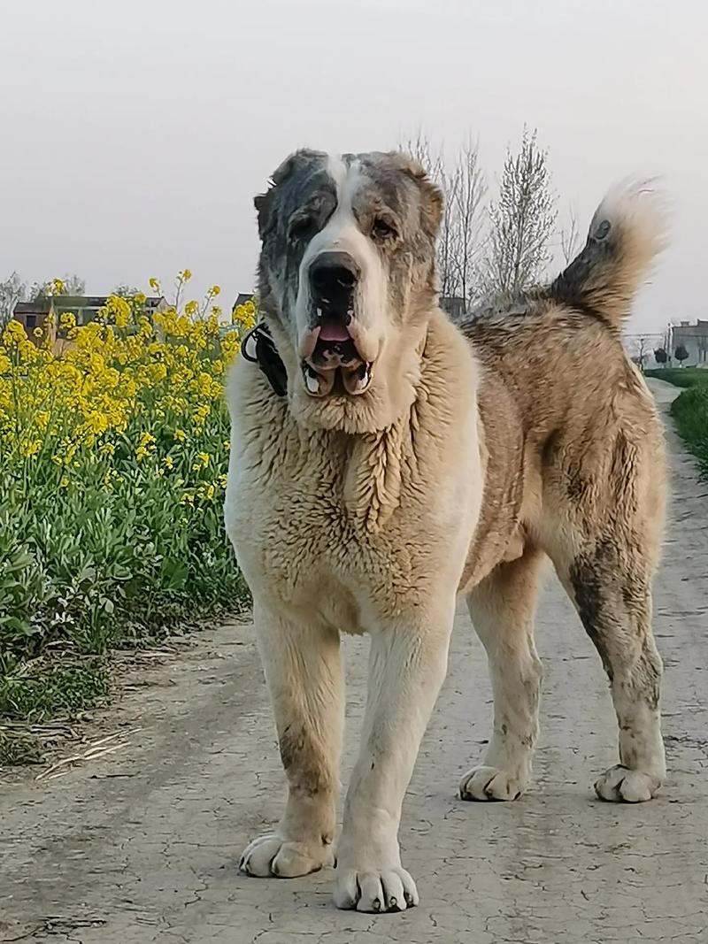 俄罗斯中亚牧羊犬大型犬