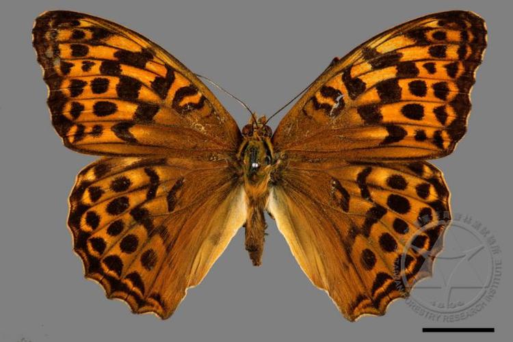绿豹蛱蝶argynnis paphia formosicola matsumura, 1926