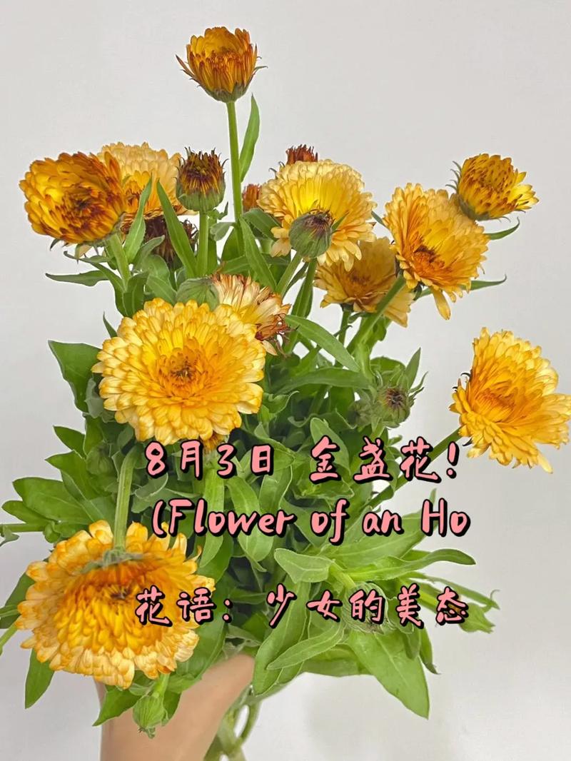 金盏花! (flower of an ho - 抖音