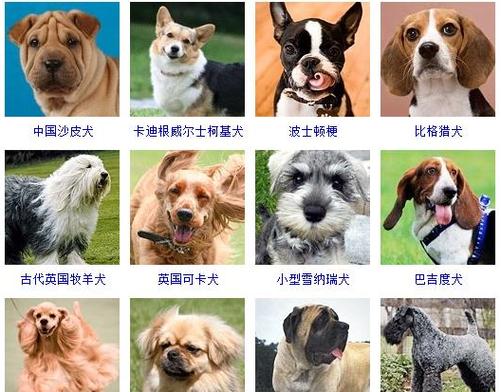 72种名犬图片,72种名犬图片及名字价格图12