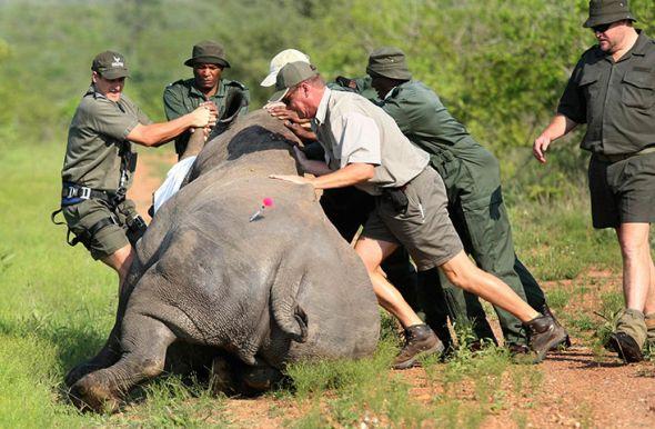 非洲犀牛遭大肆盗猎:被割角犀牛血流不止(图)