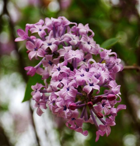 紫丁花.