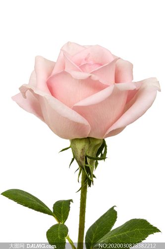 大图首页 高清图片 静物特写 > 素材信息        一朵粉红色玫瑰花