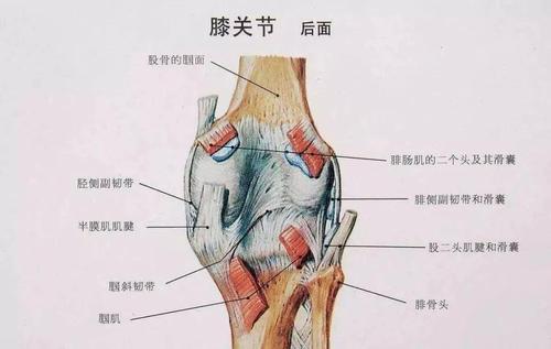 起点:股骨外侧髁的外侧面上缘止点:通过强壮的膝关节囊内(唯一长在膝