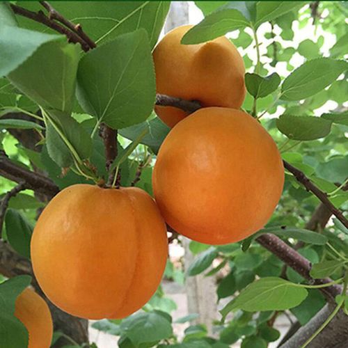 出售各种品种杏树苗 国迎培育基地 1公分嫁接杏树苗数量多