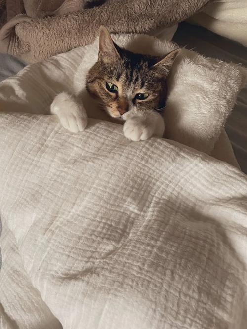 原创猫咪躺在被窝里盖着被子一脸享受,网友看了直呼:我要和它一起睡