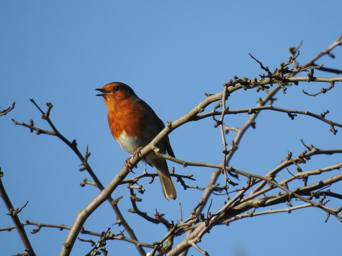 robin,bird,wild,animal,wildlife,songbird,tree