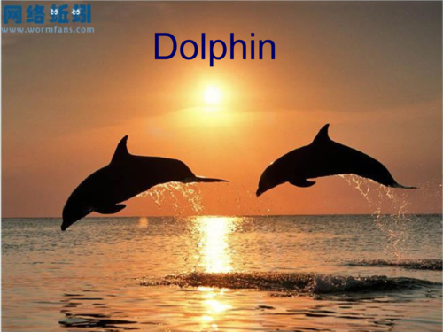 海豚英语介绍 dolphin presentation.ppt