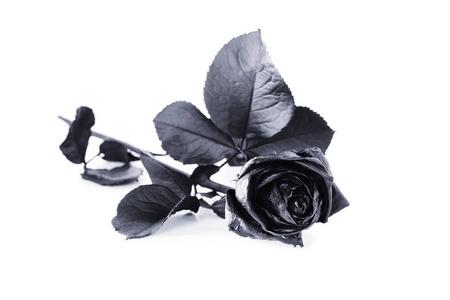 黑玫瑰背景图片-黑玫瑰背景素材-黑玫瑰背景插画-摄图新视界