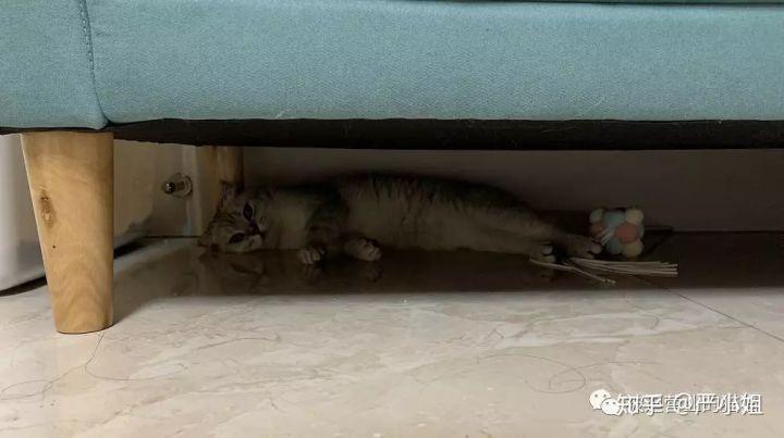 猫咪第一次进家里躲在了床底下怎么办?