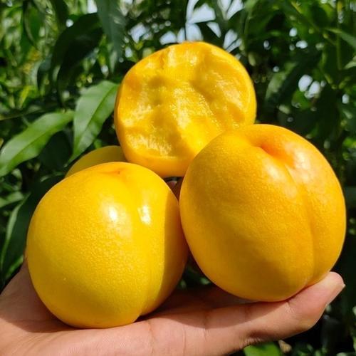 现摘黄金油桃5斤新鲜桃子当季孕妇水果应季桃