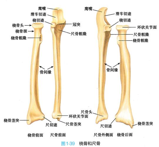 肱骨和尺桡骨