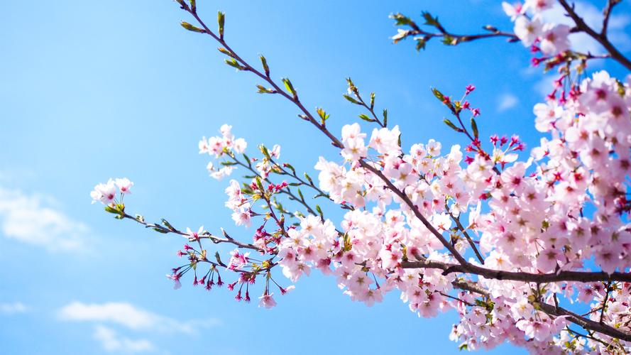 壁纸 粉红色的樱花盛开,蓝天,春天 3840x2160 uhd 4k 高清壁纸, 图片
