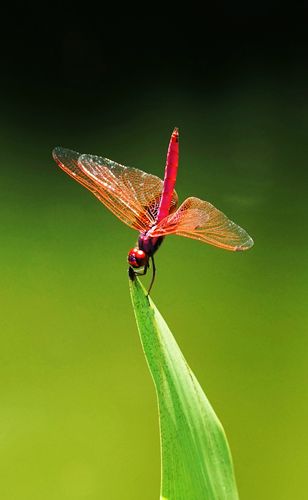 美的红蜻蜓