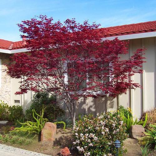 红枫是鸡爪槭的变种,品种较多,其叶形优美,呈掌状5-7裂,红色持久,枝序