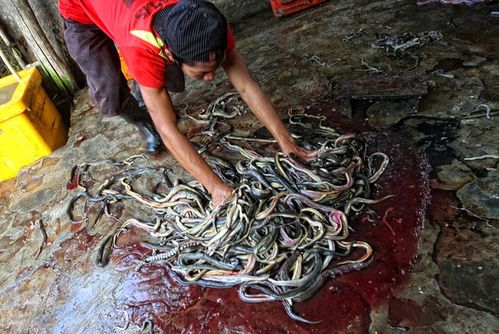 实拍印尼宰蛇工厂工人手工剥皮蛇尸制成蛇干