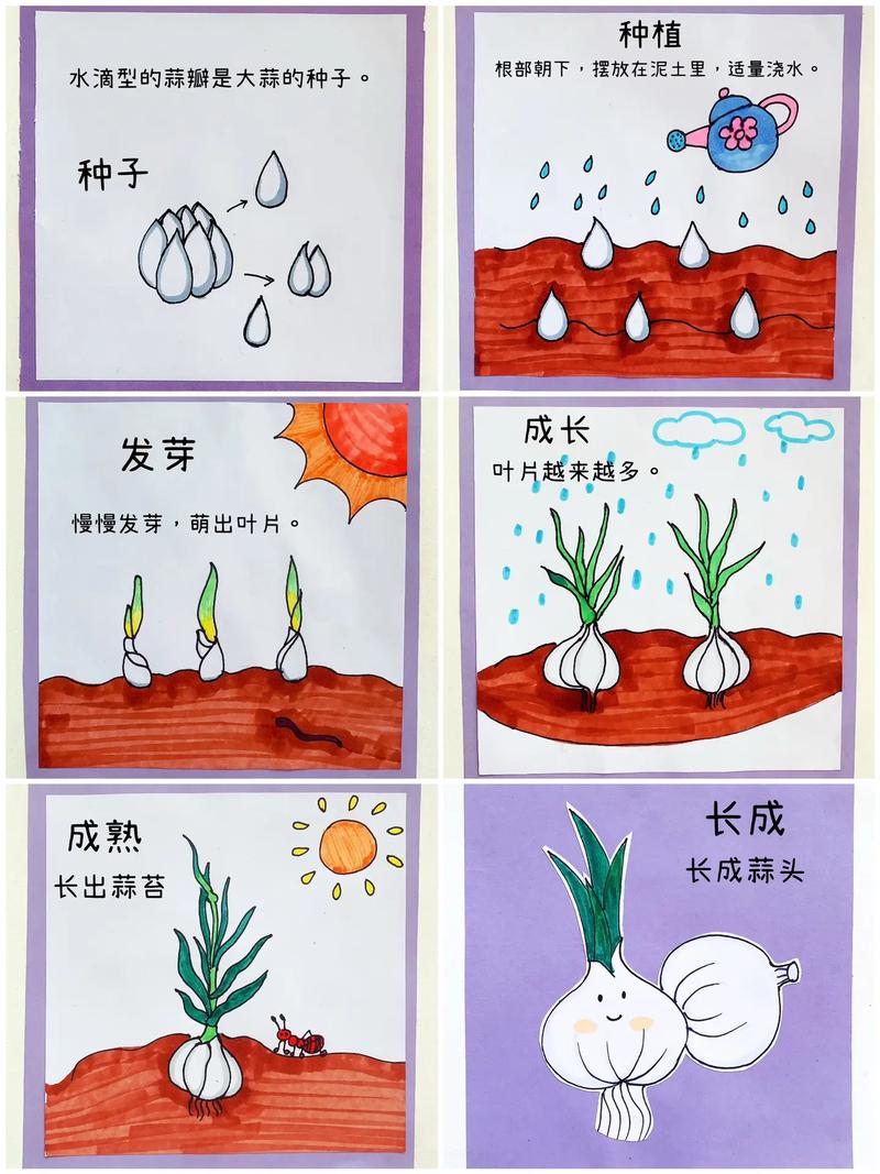 自制绘本 #大蒜的生长过程 #幼儿绘画 记录95大蒜00的生长过程