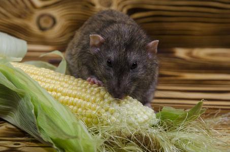 装饰鼠在木桌上吃新鲜的玉米照片