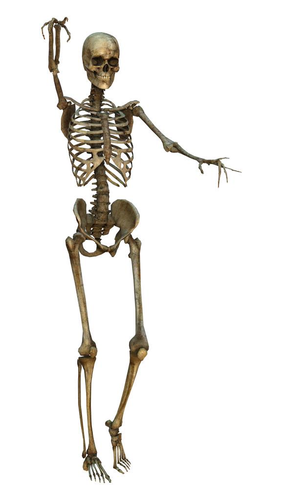 人类骷髅,3d 数字呈现的孤立的白色背景上的旧人类骨骼
