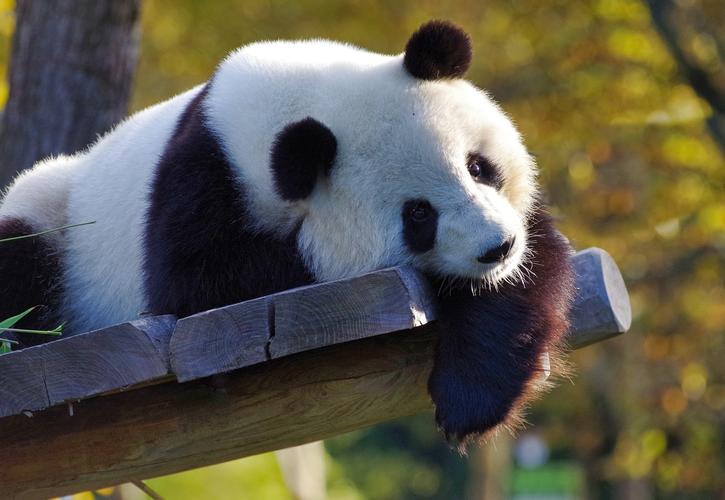 受疫情影响吃不到新鲜竹子旅加大熊猫将提前两年归国