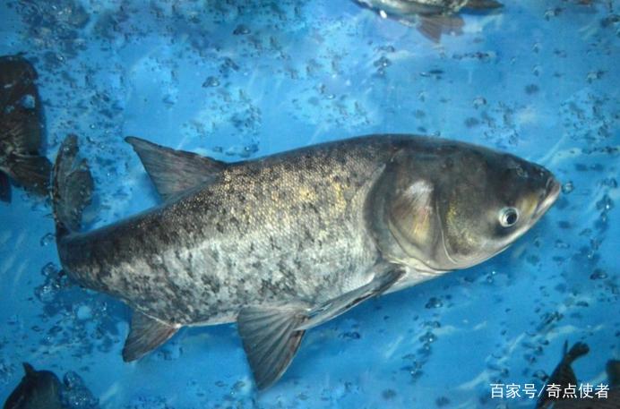 中国"胖头鱼"在美国破了世界纪录:重达57公斤,嘴能塞下水桶