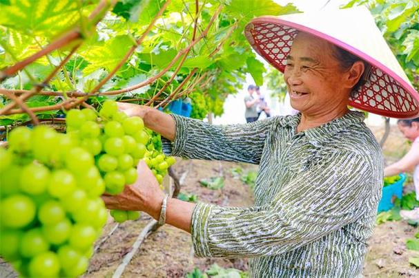 农民在采摘葡萄,丰收的喜悦溢于言表.李凡钦摄