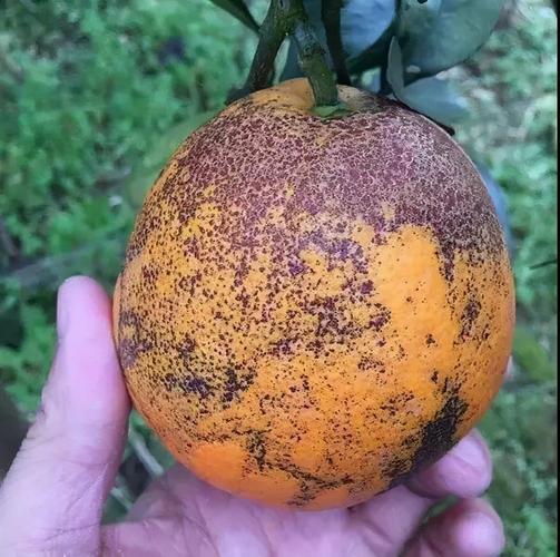 柑橘砂皮病严重影响果实的商品价值综合防治有利于丰产优产