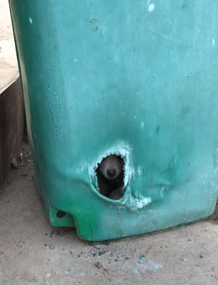 垃圾桶发现一个洞,洞里有只小土狗,网友:福大命大