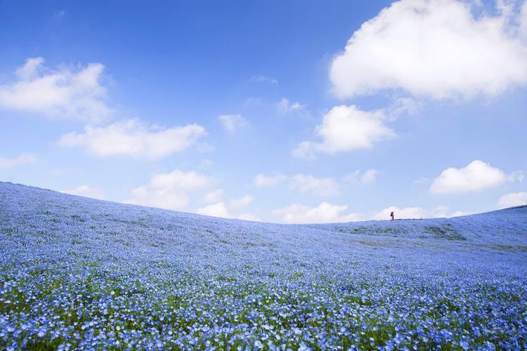 除了看樱花,春天来日本还可以看见一整片蓝色的粉蝶花海