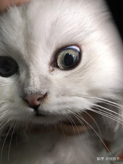 猫咪永久性瞳孔膜晶状体猫咪买来才发现眼睛有裂痕想问一下会很影响吗