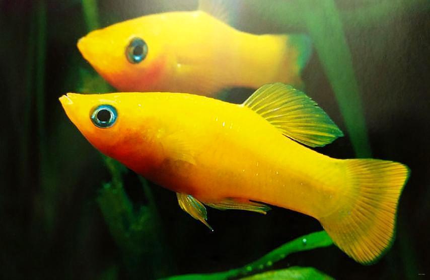 金玛丽鱼,身上黄金色色泽是特征,常见观赏鱼之一