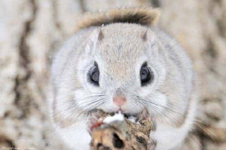 岛国摄影师拍摄的一系列日本小飞鼠,俗称"摸摸嘎"(momonga),松鼠的