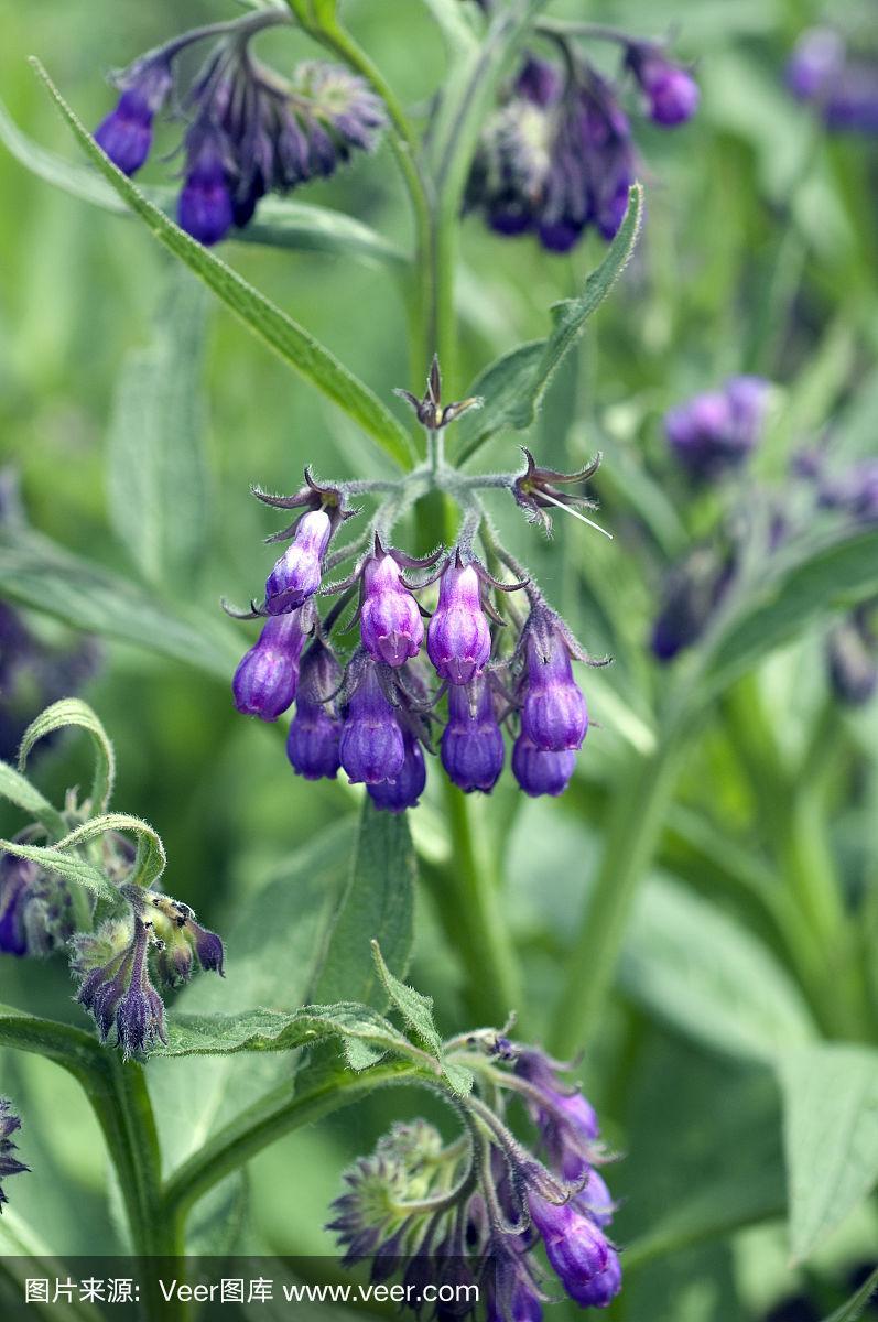 紫草科植物;常见的;药用