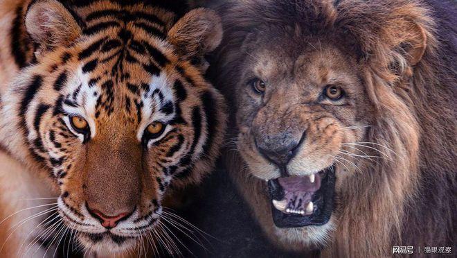 从实力上看狮子与老虎单挑总是老虎赢吗