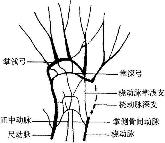这些血管在手部形成动脉网和动脉弓两个系统.